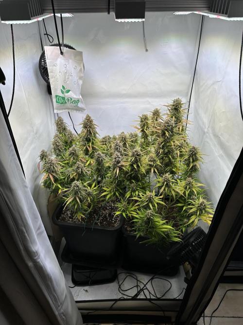 RQS Milky Way F1 X FB420 Strawbry Banana. Week 12
