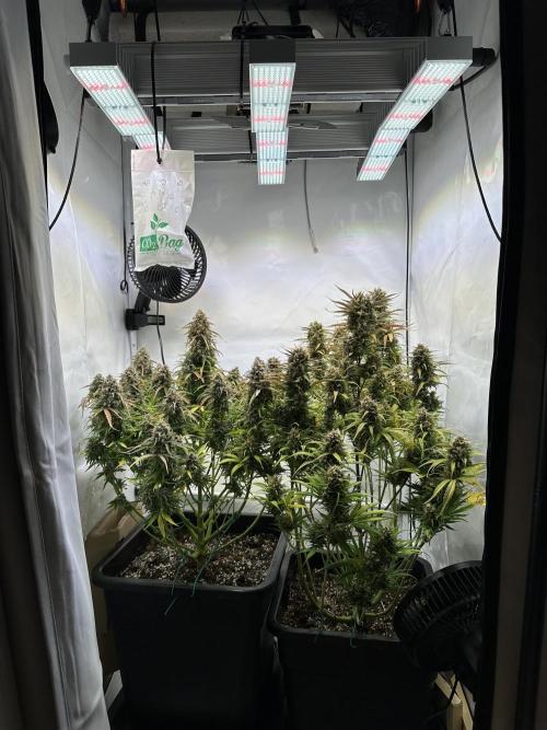 RQS Milky Way F1 X FB420 Strawbry Banana. Week 12