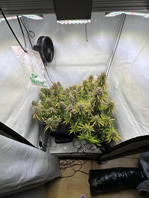 RQS Milky Way F1 X FB420 Strawbry Banana. Week 12