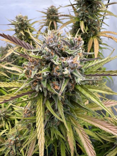 RQS Milky Way F1 X FB420 Strawbry Banana. Week 12