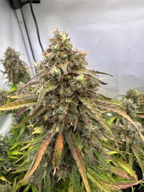 RQS Milky Way F1 X FB420 Strawbry Banana. Week 12