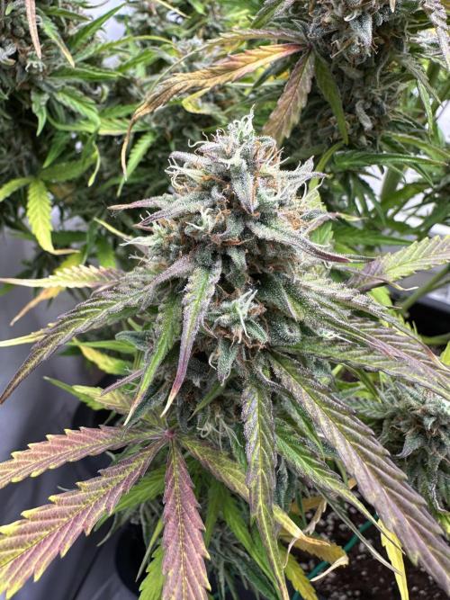 RQS Milky Way F1 X FB420 Strawbry Banana. Week 12