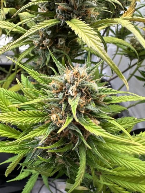 RQS Milky Way F1 X FB420 Strawbry Banana. Week 12