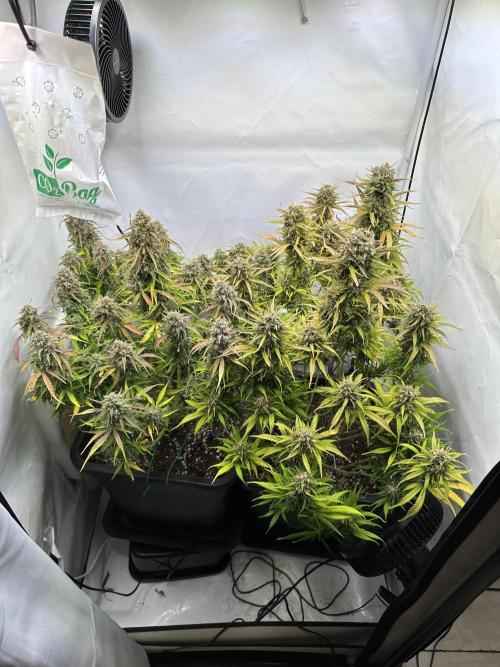 RQS Milky Way F1 X FB420 Strawbry Banana. Week 12