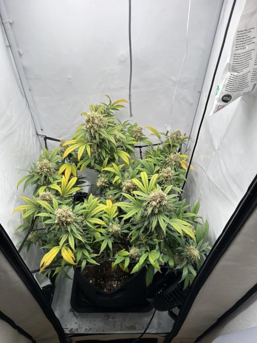 PowerPlant photo X Greenception GCx4-PWR. Week 15