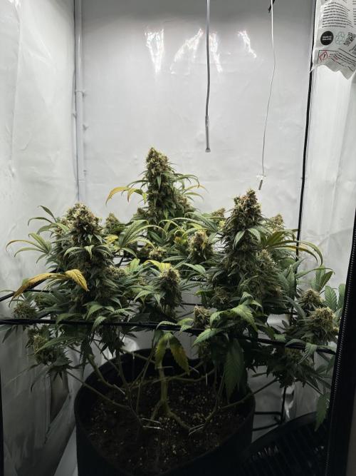 PowerPlant photo X Greenception GCx4-PWR. Week 15