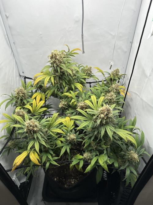PowerPlant photo X Greenception GCx4-PWR. Week 15