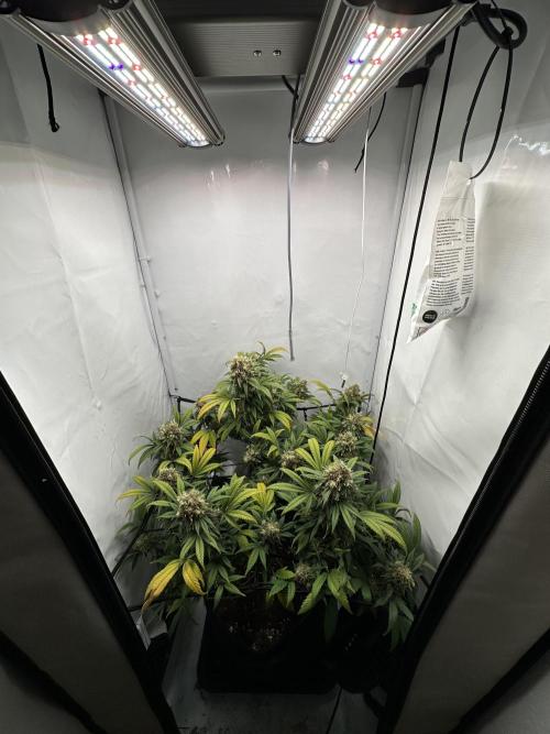 PowerPlant photo X Greenception GCx4-PWR. Week 15