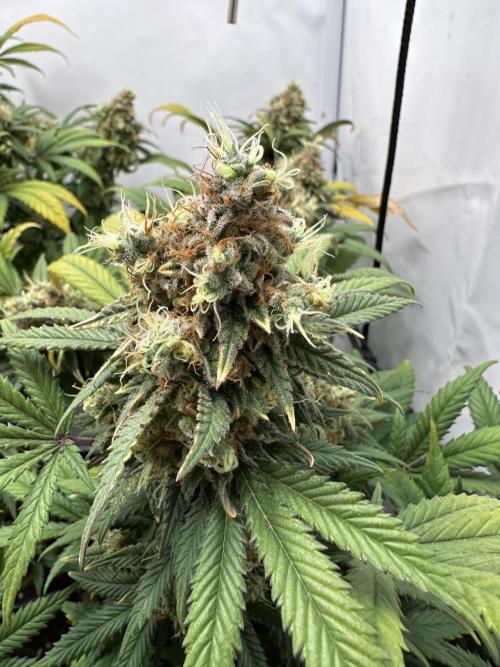 PowerPlant photo X Greenception GCx4-PWR. Week 15