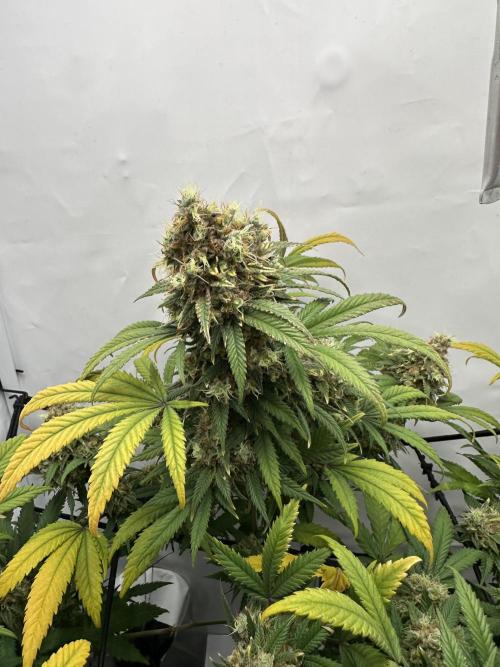 PowerPlant photo X Greenception GCx4-PWR. Week 15