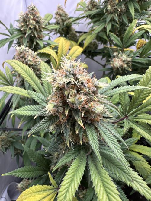 PowerPlant photo X Greenception GCx4-PWR. Week 15
