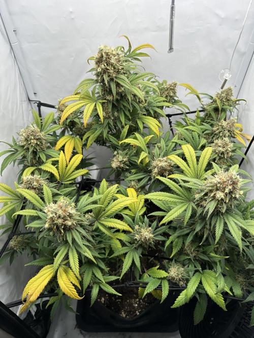 PowerPlant photo X Greenception GCx4-PWR. Week 15
