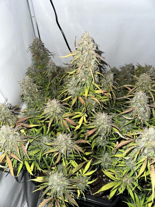 RQS Milky Way F1 X FB420 Strawbry Banana. Week 12