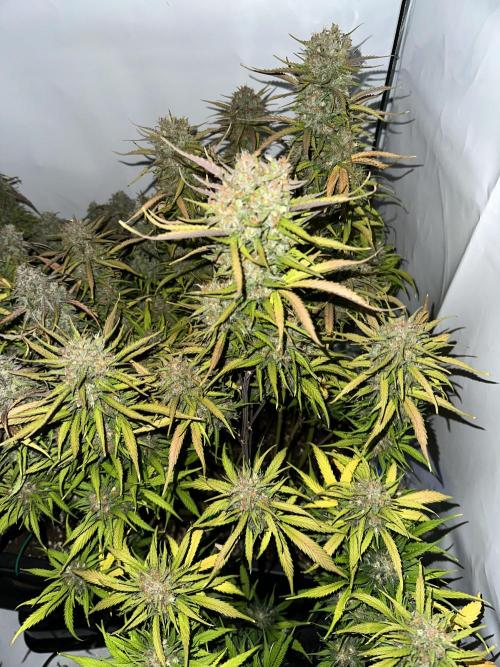 RQS Milky Way F1 X FB420 Strawbry Banana. Week 12