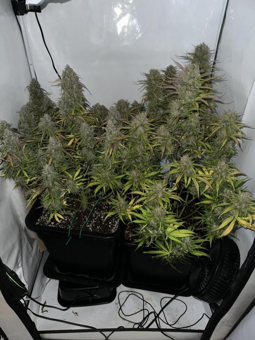 RQS Milky Way F1 X FB420 Strawbry Banana. Week 12