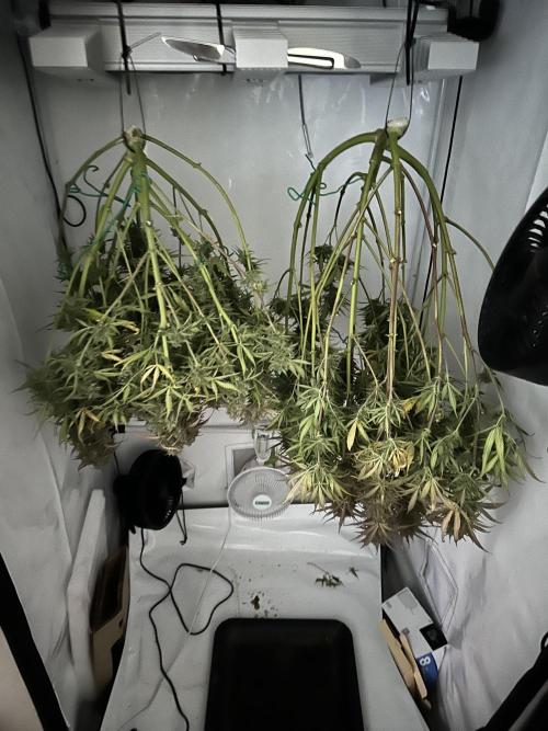 RQS Milky Way F1 X FB420 Strawbry Banana. Week 12
