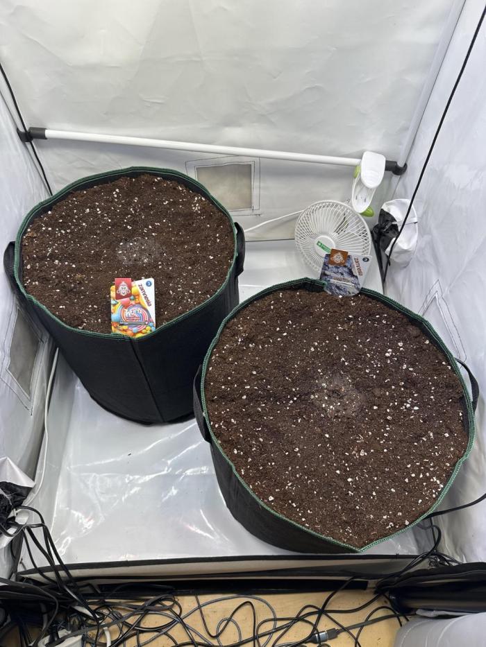 Zamnesia Wurlz F1 & Blue Cheese F1. Week 0