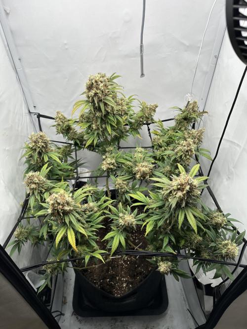PowerPlant photo X Greenception GCx4-PWR. Week 16