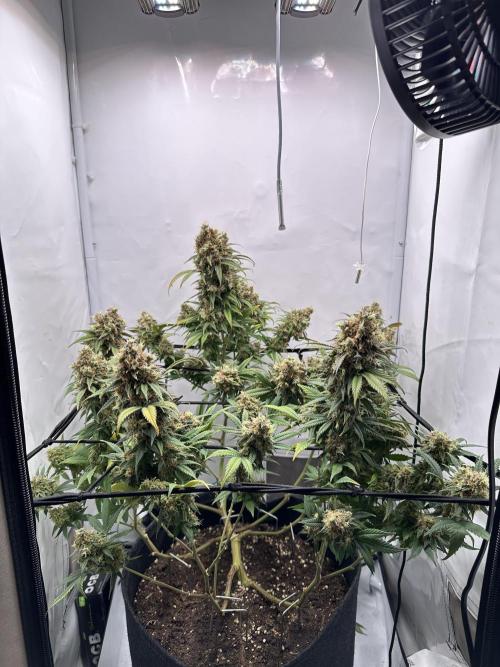 PowerPlant photo X Greenception GCx4-PWR. Week 16