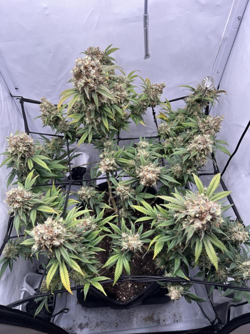 PowerPlant photo X Greenception GCx4-PWR. Week 16