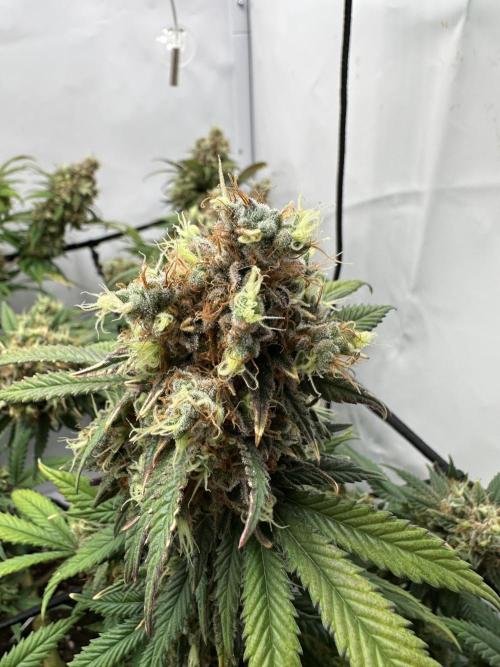 PowerPlant photo X Greenception GCx4-PWR. Week 16