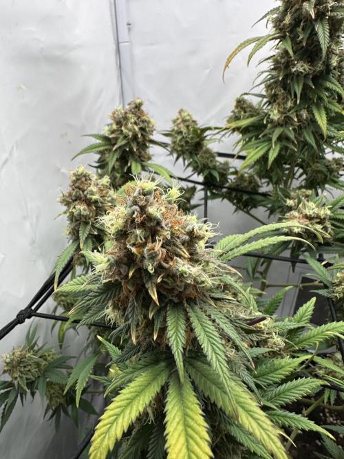 PowerPlant photo X Greenception GCx4-PWR. Week 16
