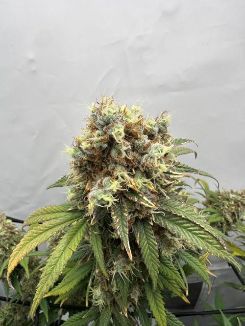 Power Plant. Week 16