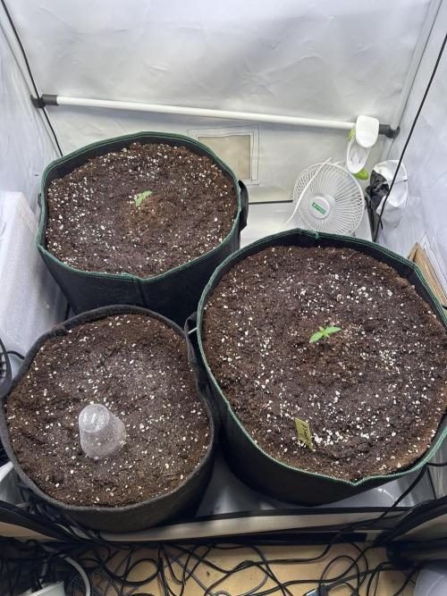 Zamnesia Wurlz F1 & Blue Cheese F1. Week 1