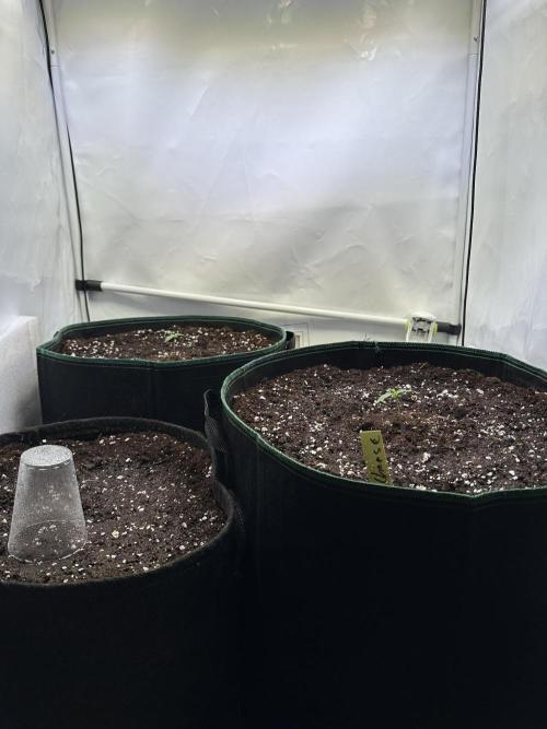 Zamnesia Wurlz F1 & Blue Cheese F1. Week 1
