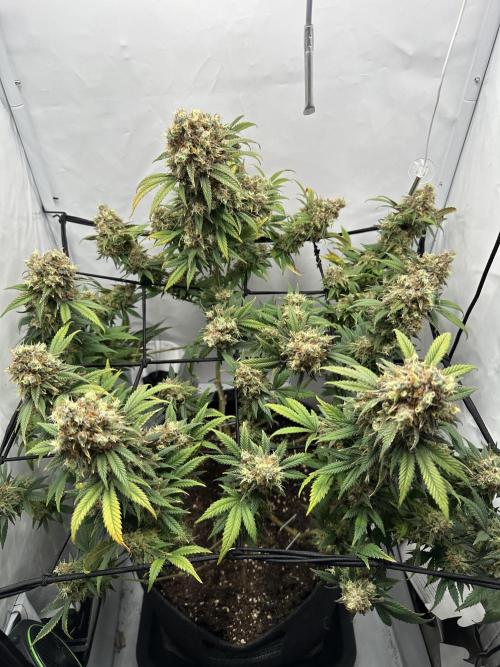 Power Plant. Week 17