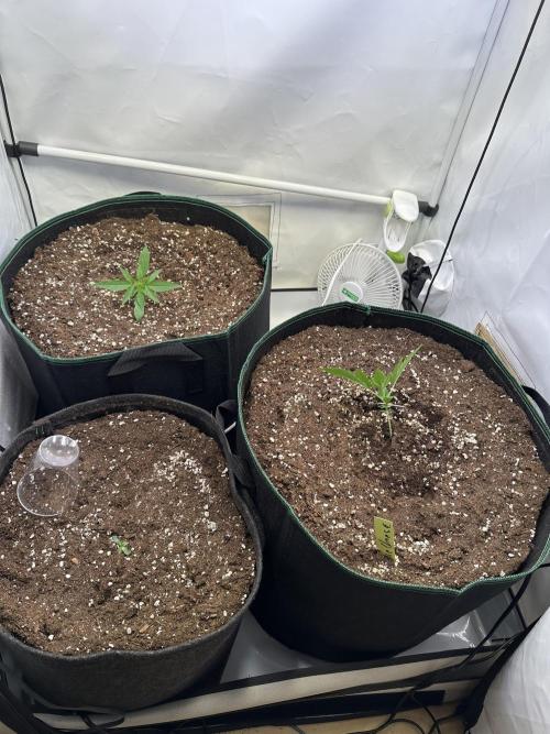 Zamnesia Wurlz F1 & Blue Cheese F1. Week 2