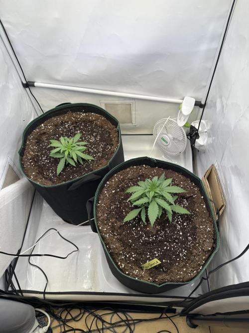 Zamnesia Wurlz F1 & Blue Cheese F1. Week 2