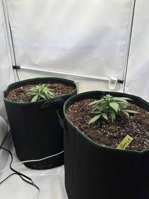 Zamnesia Wurlz F1 & Blue Cheese F1. Week 2