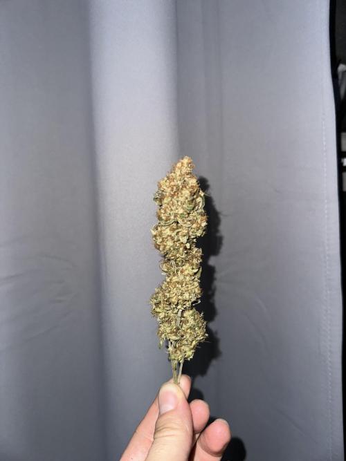 PowerPlant photo X Greenception GCx4-PWR. Week 17