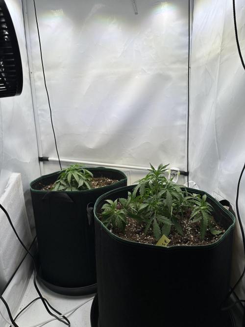 Zamnesia Wurlz F1 & Blue Cheese F1. Week 3
