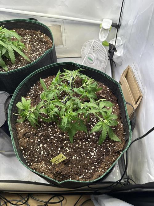 Zamnesia Wurlz F1 & Blue Cheese F1. Week 3