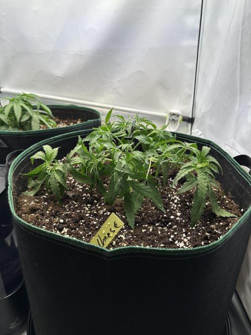 Zamnesia Wurlz F1 & Blue Cheese F1. Week 3
