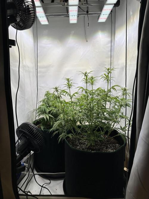 Zamnesia Wurlz F1 & Blue Cheese F1. Week 6