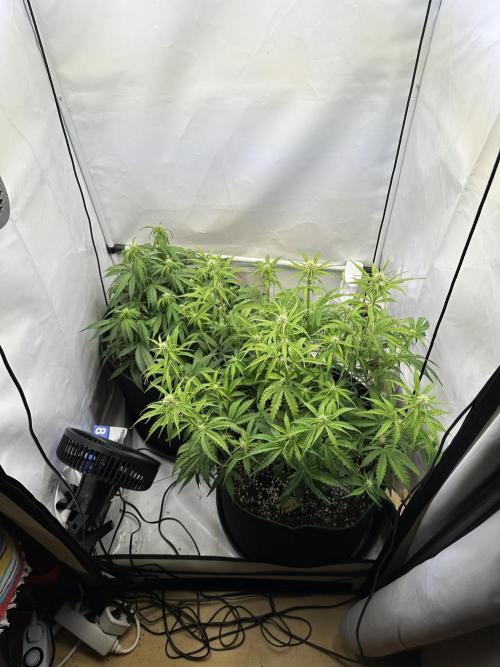Zamnesia Wurlz F1 & Blue Cheese F1. Week 6
