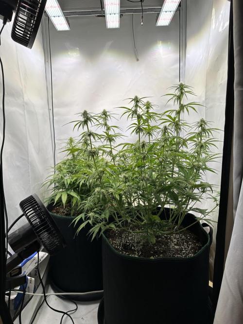 Zamnesia Wurlz F1 & Blue Cheese F1. Week 7
