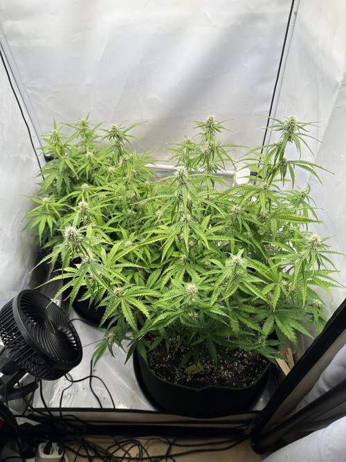 Zamnesia Wurlz F1 & Blue Cheese F1. Week 7