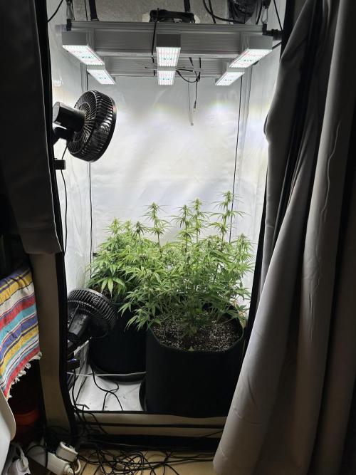 Zamnesia Wurlz F1 & Blue Cheese F1. Week 7