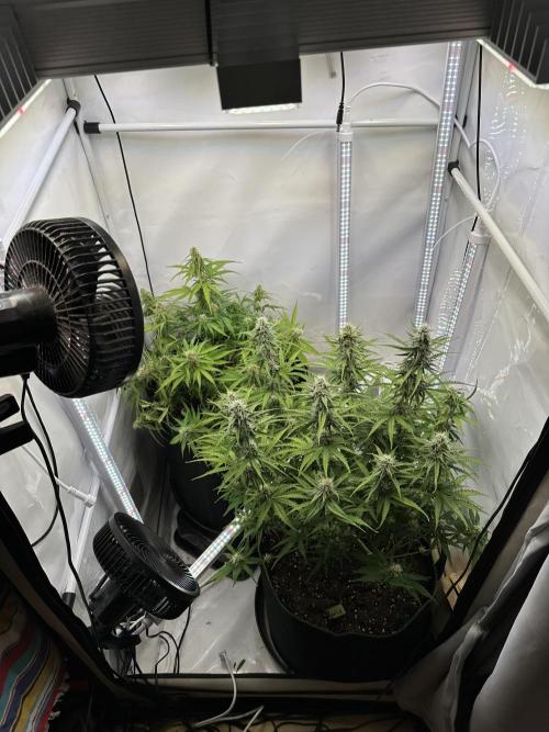 Zamnesia Wurlz F1 & Blue Cheese F1. Week 7