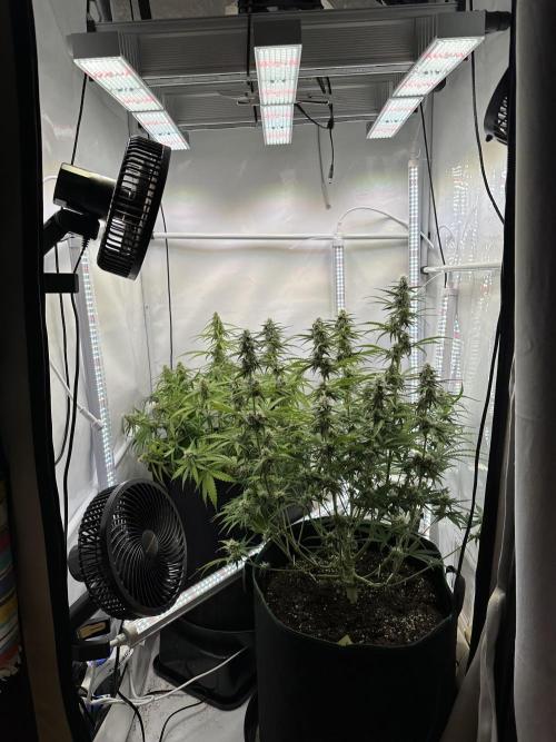 Zamnesia Wurlz F1 & Blue Cheese F1. Week 7