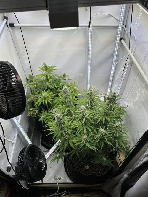 Zamnesia Wurlz F1 & Blue Cheese F1. Week 7