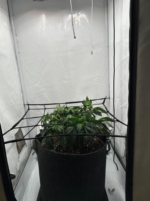 Zamnesia Apple Fritter Photo. Week 4