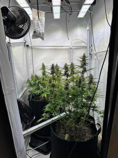 Zamnesia Wurlz F1 & Blue Cheese F1. Week 8