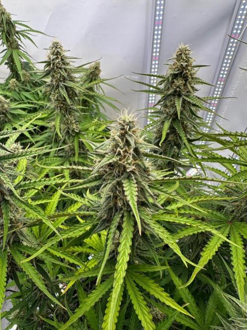 Zamnesia Wurlz F1 & Blue Cheese F1. Week 8