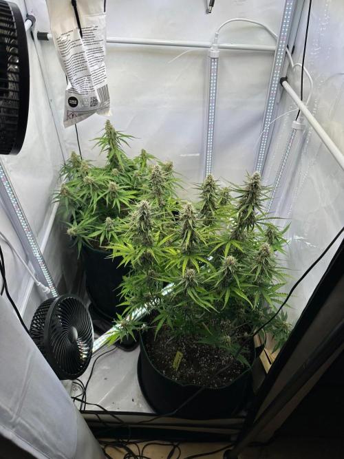 Zamnesia Wurlz F1 & Blue Cheese F1. Week 8