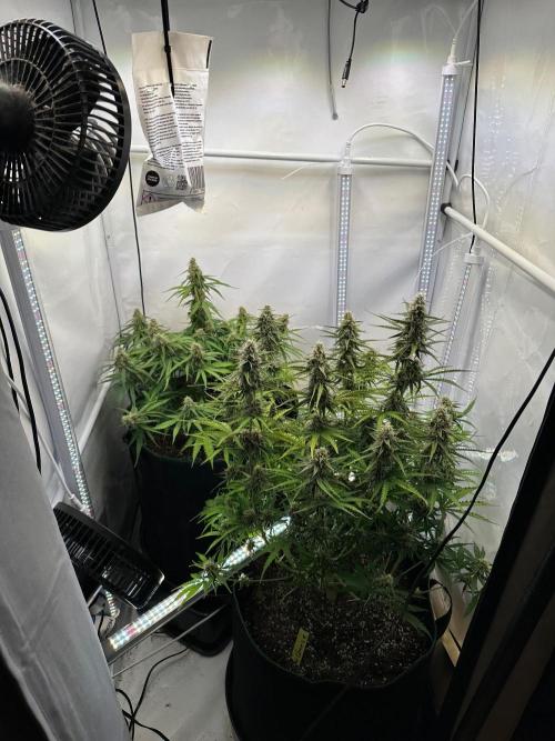Zamnesia Wurlz F1 & Blue Cheese F1. Week 8